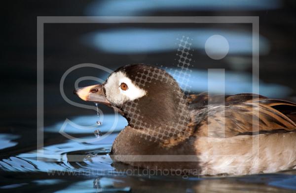 Long-Tailed Duck